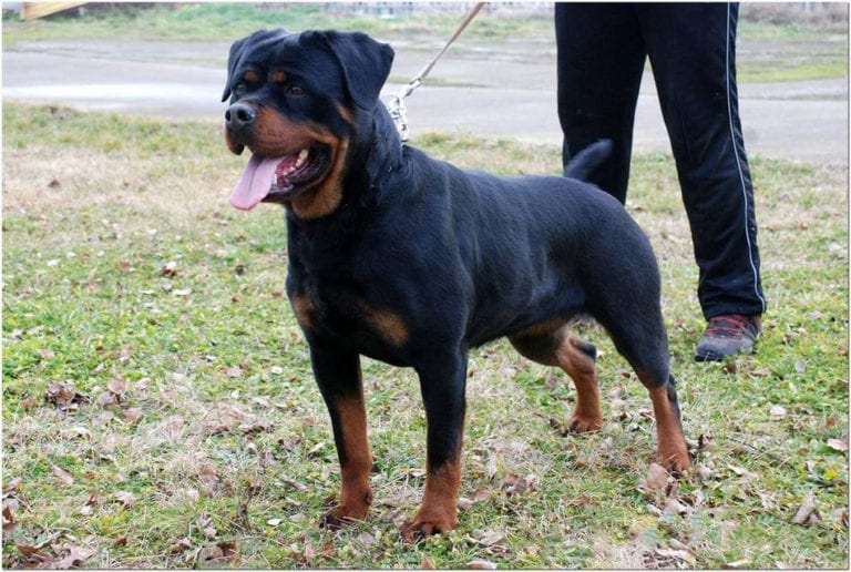 Azra Vom Bistrica Berg - King Rottweilers - Shelton, WA