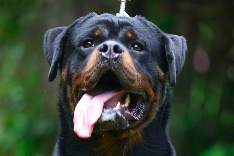 how much rottweiler cost