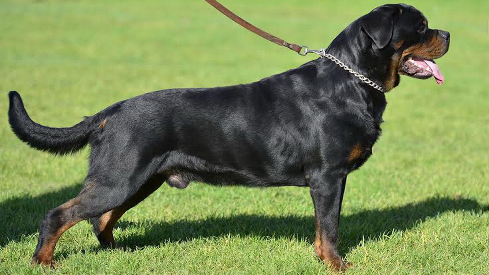 German Rottweiler For Sale In Washington King Rottweilers