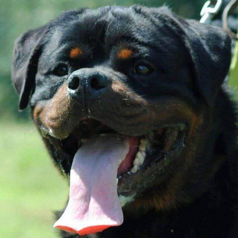 Michael Corleone Von Hause Leroy - King Rottweilers