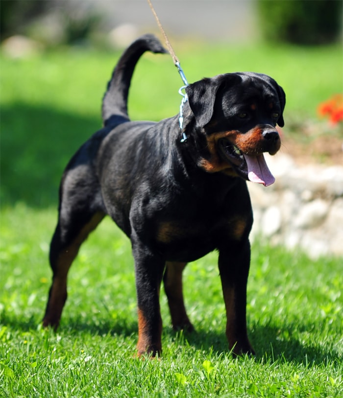 Why Do Rottweilers Get Their Tails Docked - About Dock ...