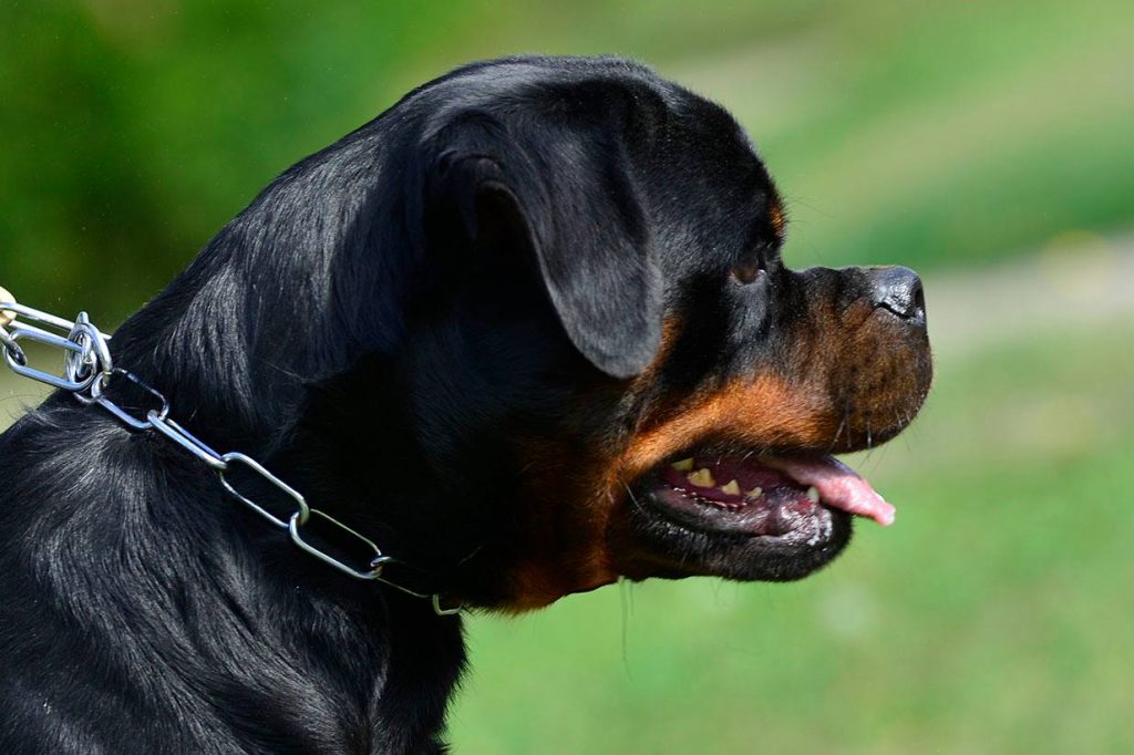 Rottweiler Stud Dogs Washington : King Rottweilers