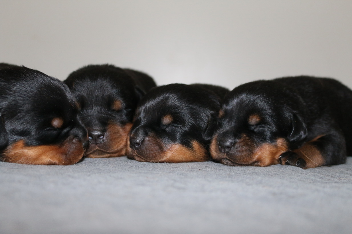 trained rottweiler puppies for sale