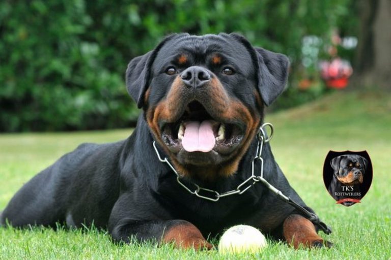 large rottweiler teddy