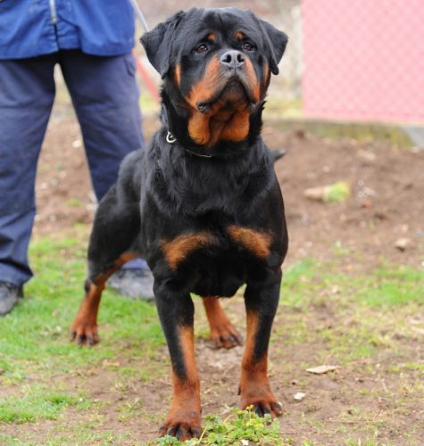 Grand Champion Zinga Von Ivan Hause : King Rottweilers