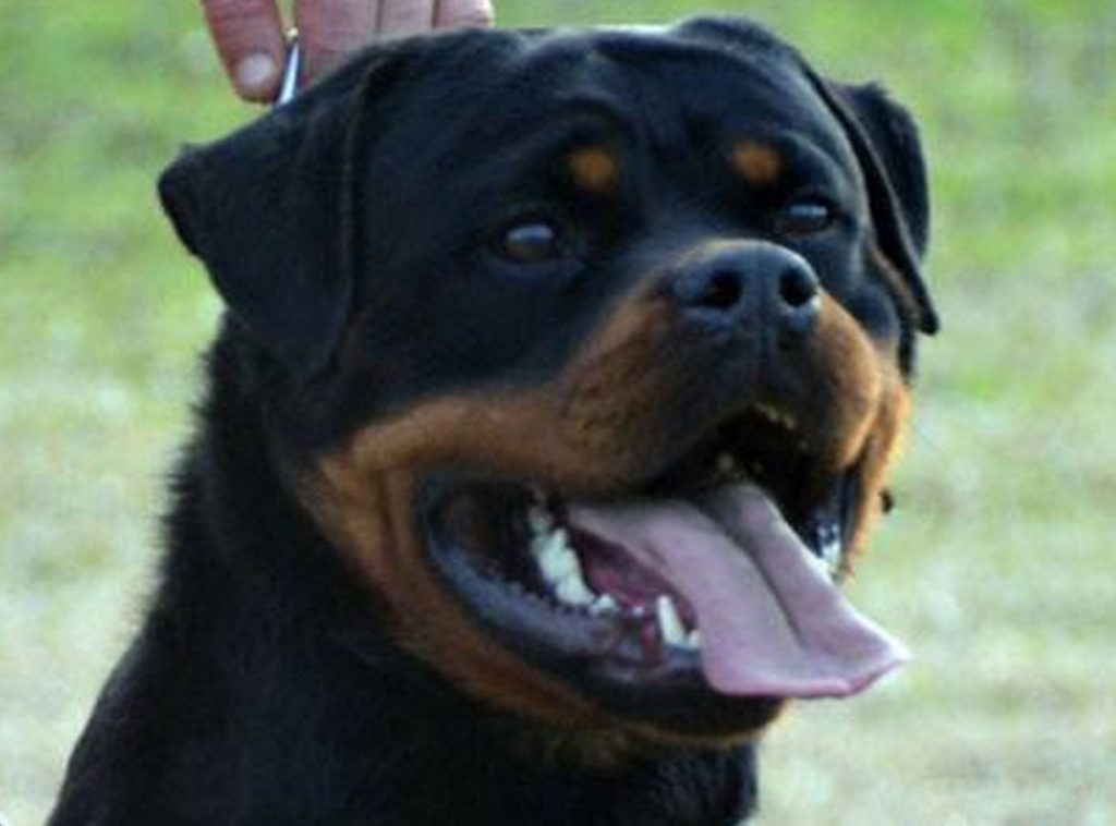 Rottweiler Stud Dogs Washington : King Rottweilers