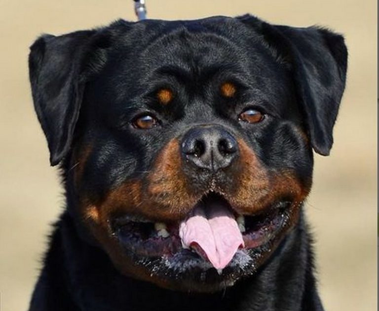 Rottweiler Stud Dogs Washington : King Rottweilers