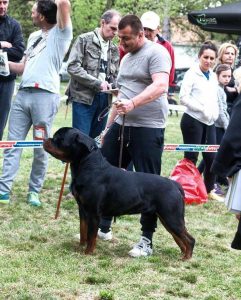 Taipan From Naomis Stars : Puppies : King Rottweilers