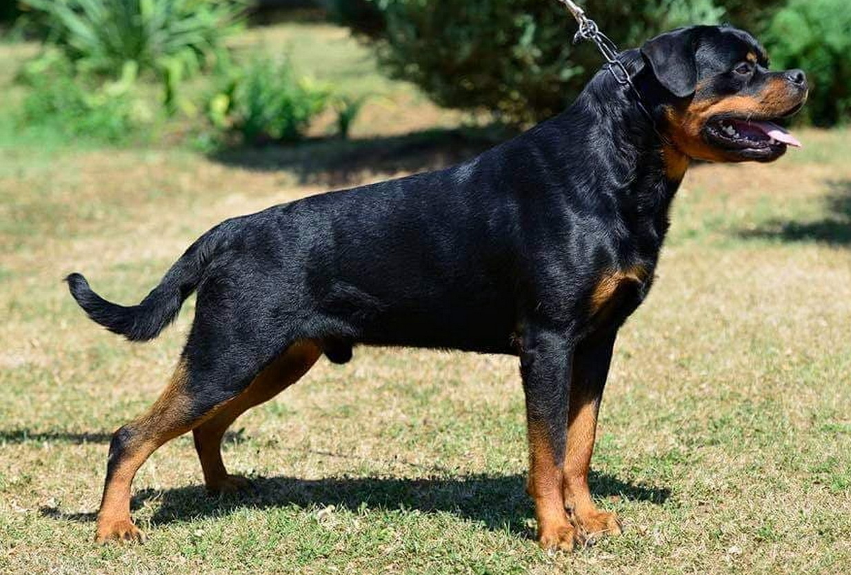 Noby From Royal Breed Puppies King Rottweilers