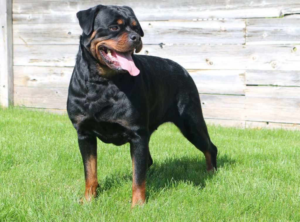 Phoenix Dragaera Rottweiler Side shot