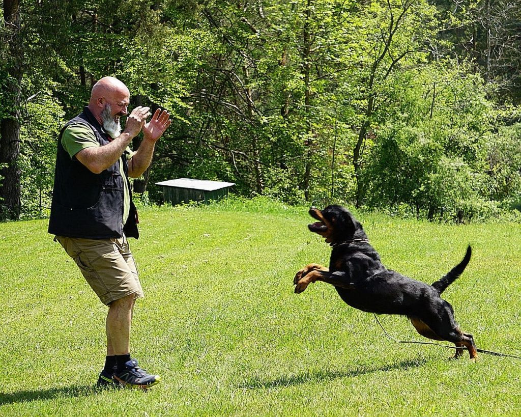 Kimba Von Der Meister Weg Playful Rottweiler