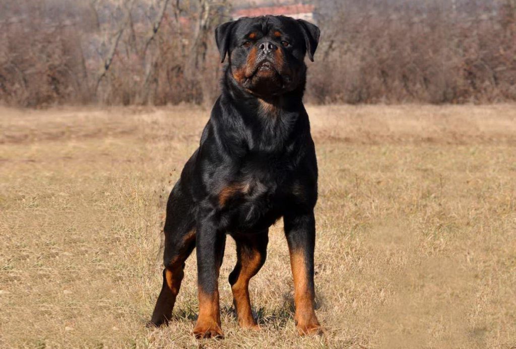 Rottweiler Stud Dogs Washington : King Rottweilers