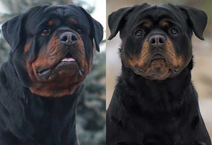 Giant German Rottweiler Puppies for Sale Washington - King ...