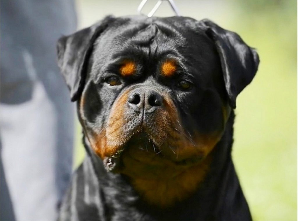 Rottweiler Rescue, Breeders for Sale in Washington : King Rottweilers