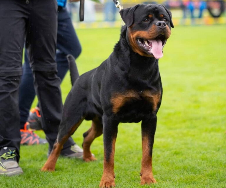 U’Veljko Flash Rouse : Puppies : King Rottweilers