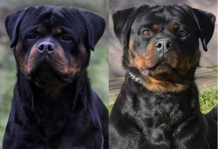 Giant German Rottweiler Puppies for Sale Washington - King Rottweilers