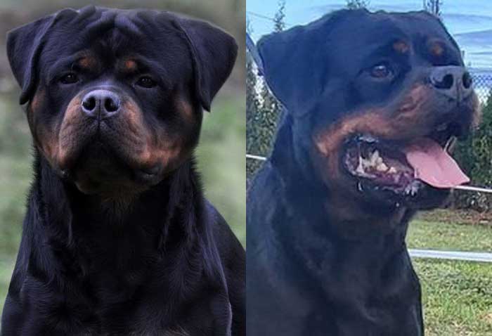 Giant German Rottweiler Puppies for Sale Washington King Rottweilers