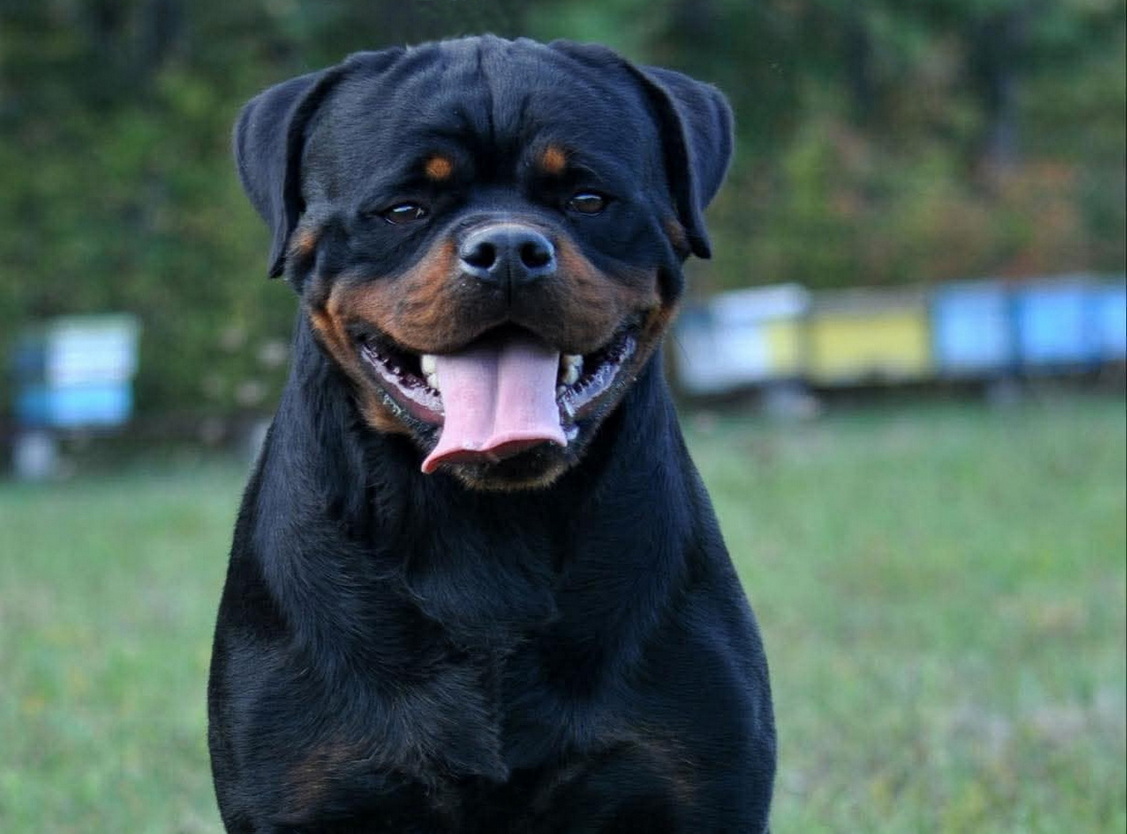 Max Dominant Storm Rottweiler Head