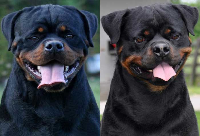 Rottweiler Puppies For Sale near me