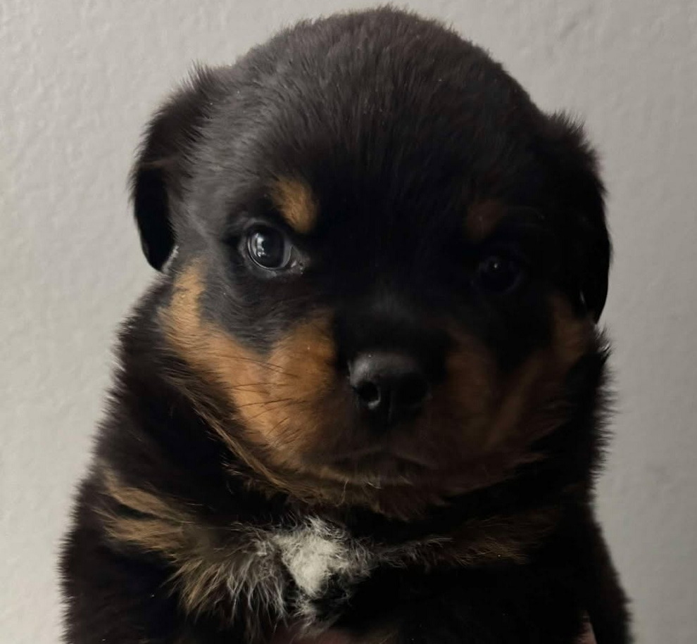 Rottweiler Puppy White markings