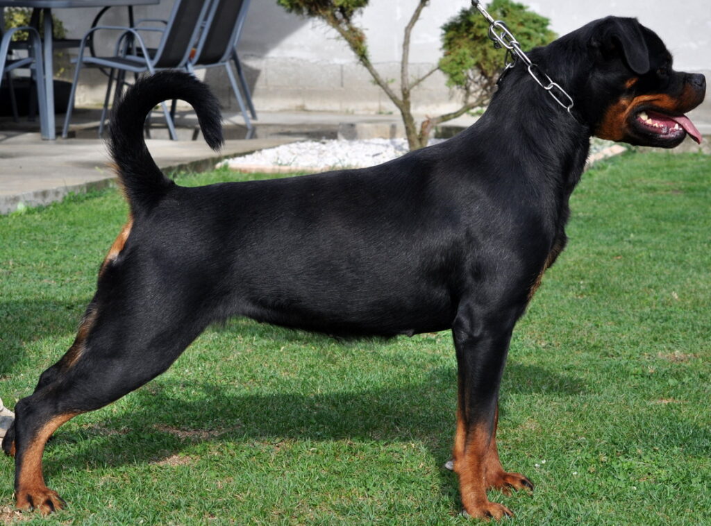 Helga Rottweiler Stacked